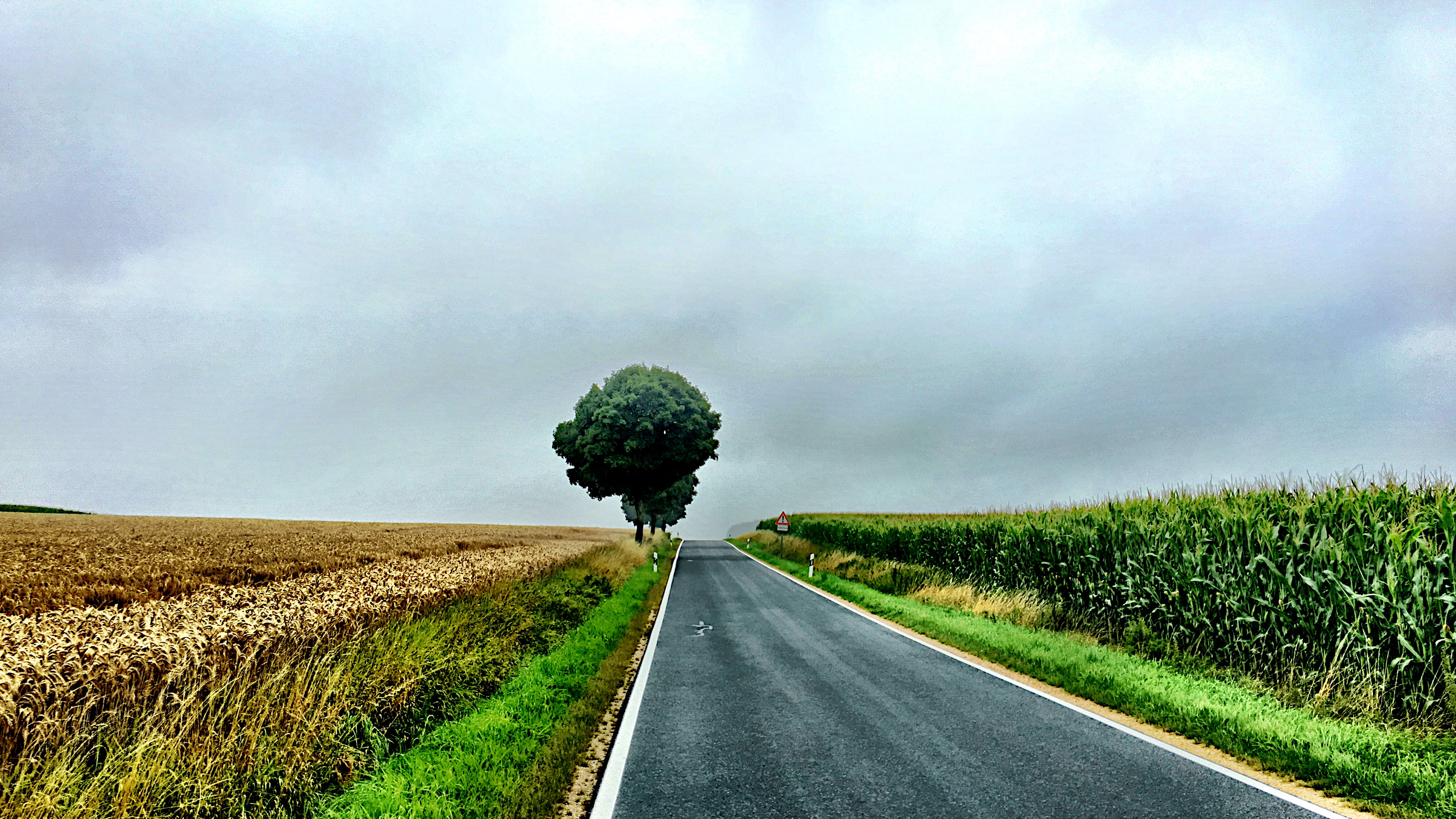 brown wheat field beside black road