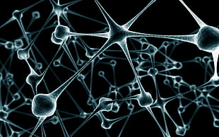 grey microbiology photo HD wallpaper