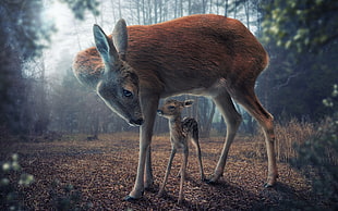 two brown dee, deer, animals, baby animals, forest