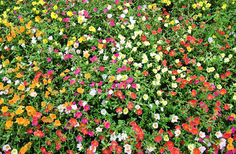 variety of flowers during daytime HD wallpaper