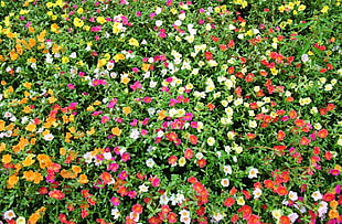 variety of flowers during daytime