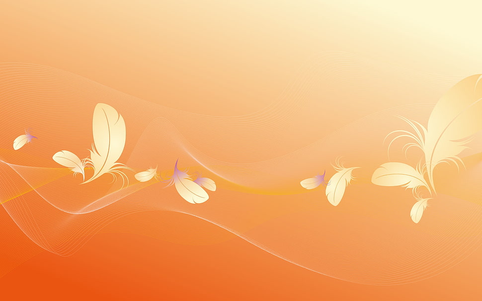 white feather wallpaper HD wallpaper