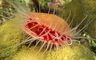 sea creature in a yellow rock