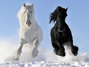 two white and black horses, nature, horse, snow, black