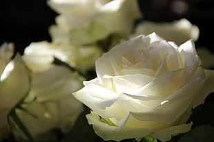 white Rose flower in macro photography