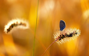 common blue butterfly on brown plant HD wallpaper