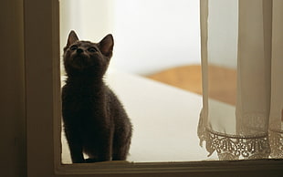 black short coated cat HD wallpaper
