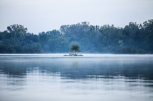 selective focus photography of green tree on islet surrounded by body of water