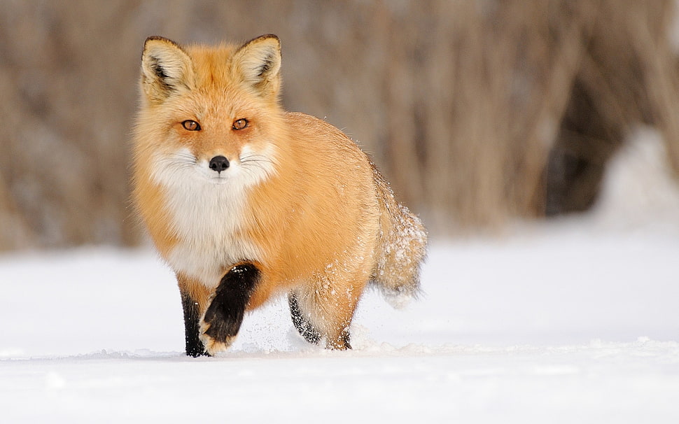 red fox, fox, landscape, animals, snow HD wallpaper
