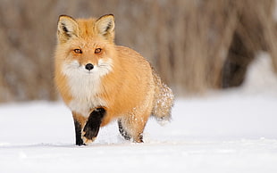 red fox, fox, landscape, animals, snow