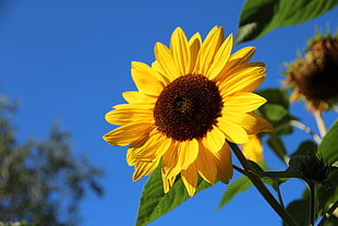 Sunflower with blue sky HD wallpaper
