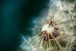 macro shoot photography of white Dandelion flower