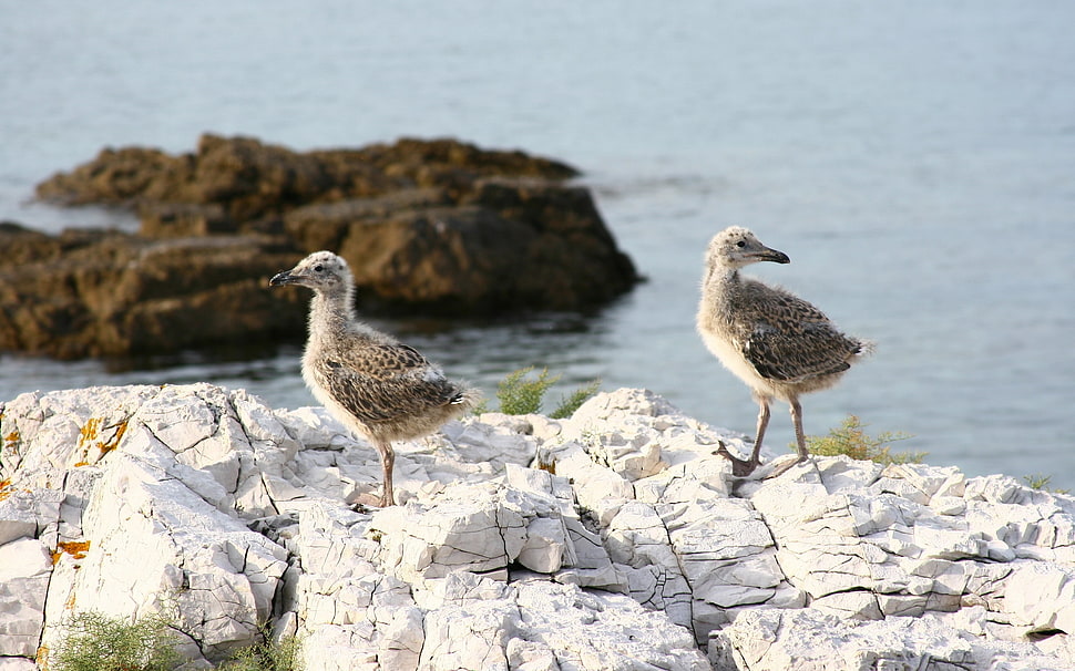 two gray birds on white rock HD wallpaper