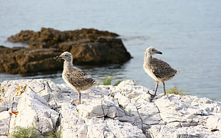 two gray birds on white rock