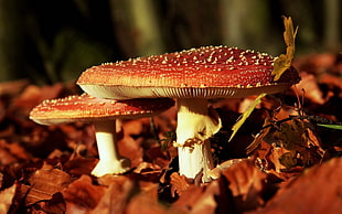red and white mushrooms, nature
