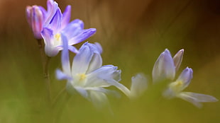 depth of field photo of white-and-purple petaled flowers