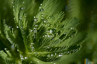 selective focus photography of green plant