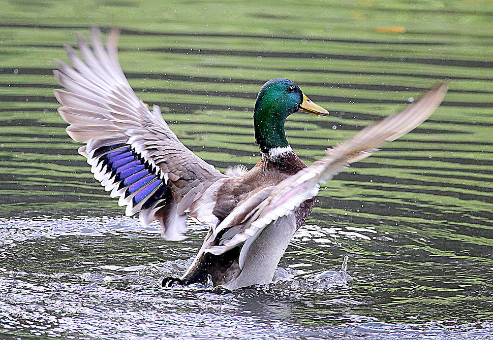 mallard duck flapping its wings on water, ducks HD wallpaper