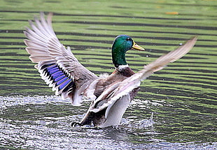 mallard duck flapping its wings on water, ducks HD wallpaper