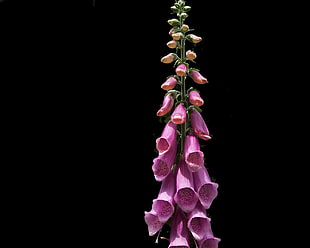purple Foxglove flower with black background photography