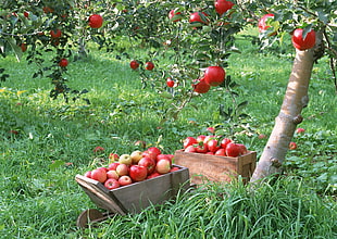 closeup photo of two crates of red Apple fruits