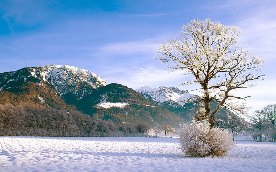 withered tree, landscape HD wallpaper