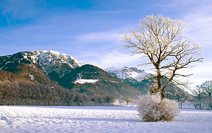withered tree, landscape