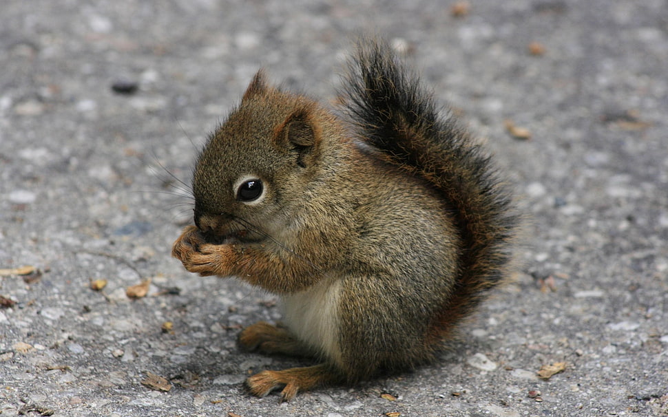 animals, squirrel HD wallpaper