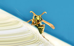 close-up photography of yellow jacket wasp