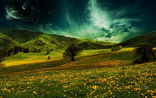 yellow flower field under green cloudy sky HD wallpaper