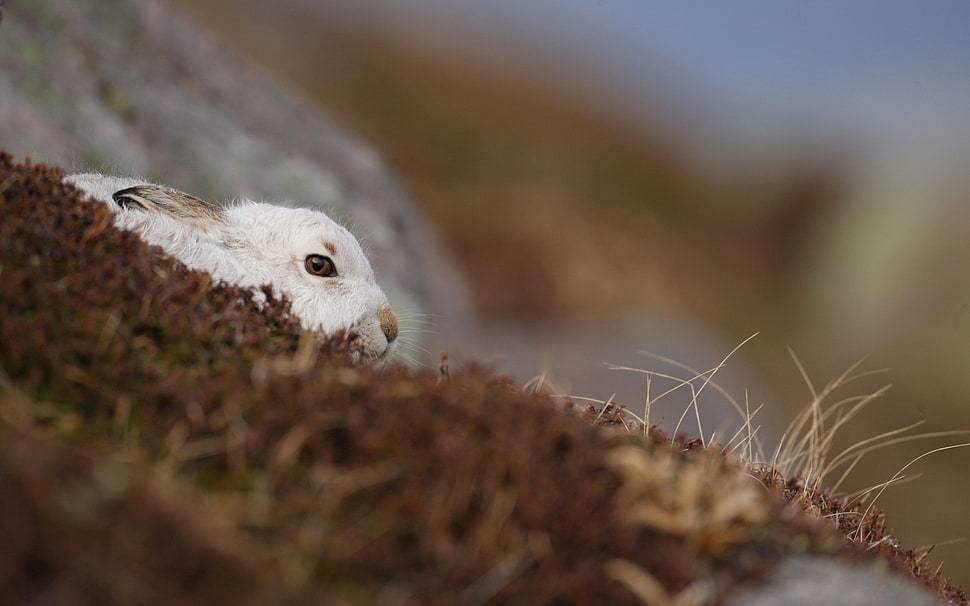 white coated animal HD wallpaper