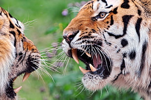 wildlife photography of two orange tigers near each other