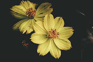 yellow petaled flowers, Flower, Yellow, Petals