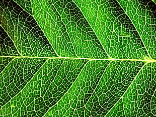 macro photography of green leaf HD wallpaper