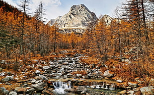 mountain alps, fall, trees, nature, mountains HD wallpaper