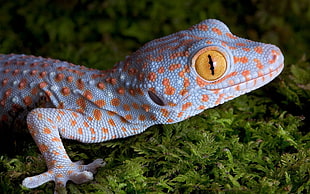 animals, nature, gecko, yellow eyes HD wallpaper