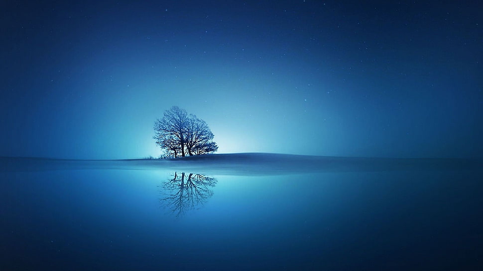 silhouette of tree, landscape HD wallpaper