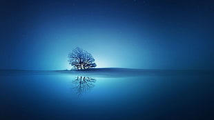 silhouette of tree, landscape HD wallpaper