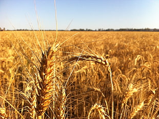 landscape photography of rice wheat field HD wallpaper