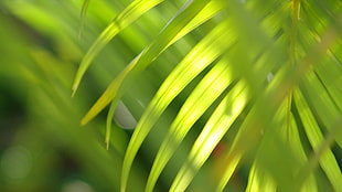 shallow focus photography of green palm plant during daytime