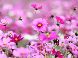 macro photography of pink petaled flowers HD wallpaper