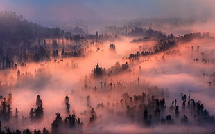 fog and trees, nature, landscape, valley, mist