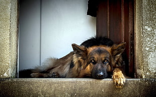 German shepherd,  Dog,  Lying,  Waiting HD wallpaper