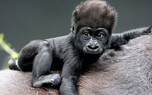 baby Gorilla HD wallpaper