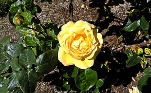 photo of yellow petaled flower during daytime