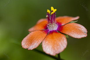 photography of brown flower, scarlet pimpernel, anagallis arvensis