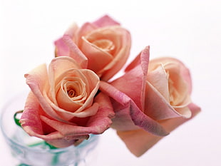 three pink Roses in close up photography
