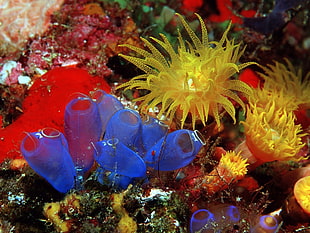 yellow and blue corals, sea anemones, coral, underwater
