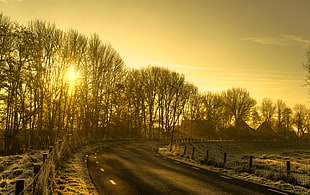 bare trees beside highway during sunrise HD wallpaper