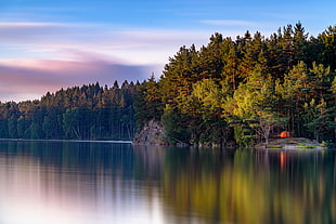 photography of forest besides lake during daytime HD wallpaper